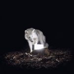 vanishing-life-surveillance-250x250