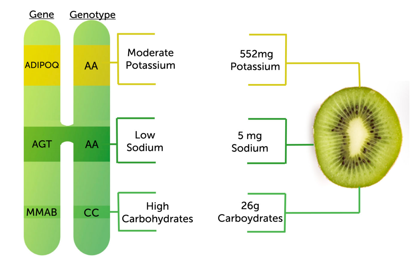 genebreakdowngenopalate
